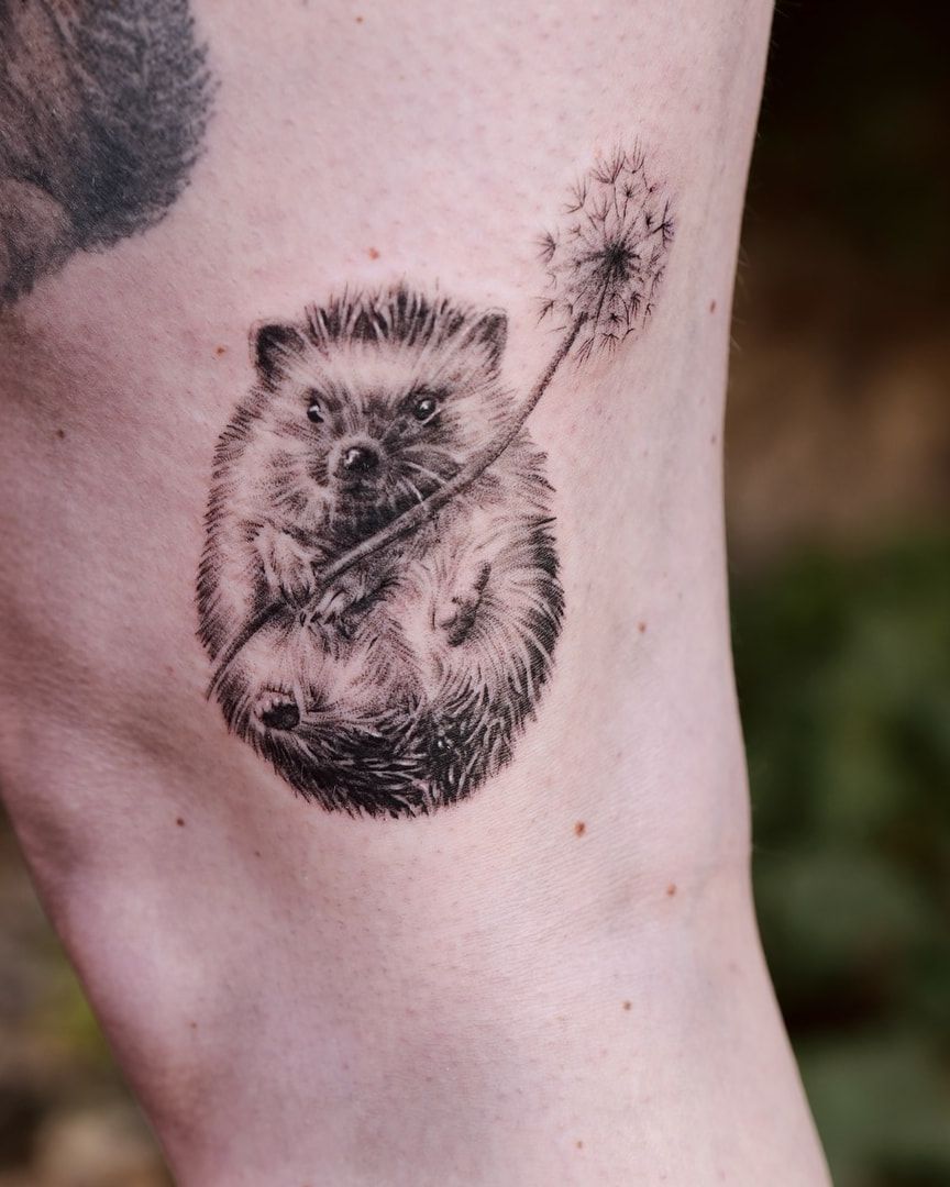 Pequeño erizo que sujeta el tallo de un diente de león en semilla, realismo fino en negro y gris justo encima de la rodilla
