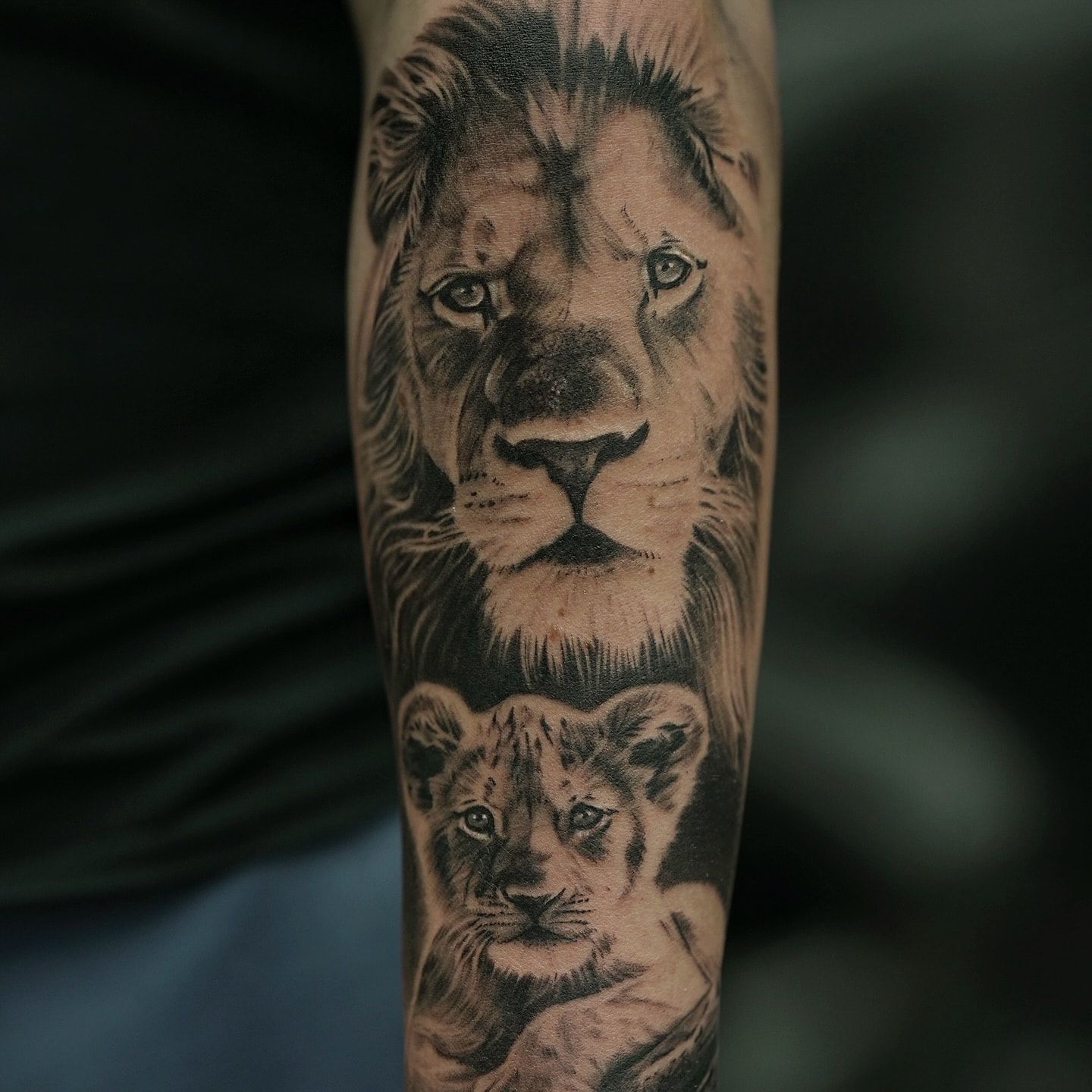 Cabeza de león de mirada serena sobre su cachorro, realismo en negro y gris recién tatuado en el antebrazo
