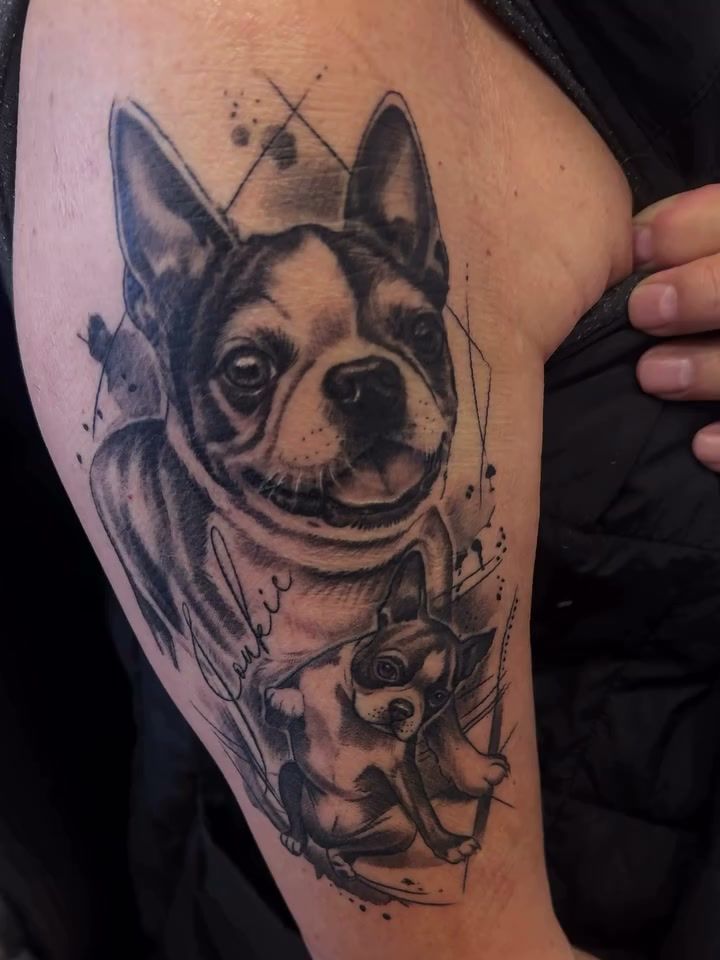 Portrait réaliste d’un boston-terrier souriant, avec un chiot plus petit et un prénom manuscrit, entre lignes géométriques et éclaboussures d’encre, en noir et gris sur l’épaule, huit jours après la séance