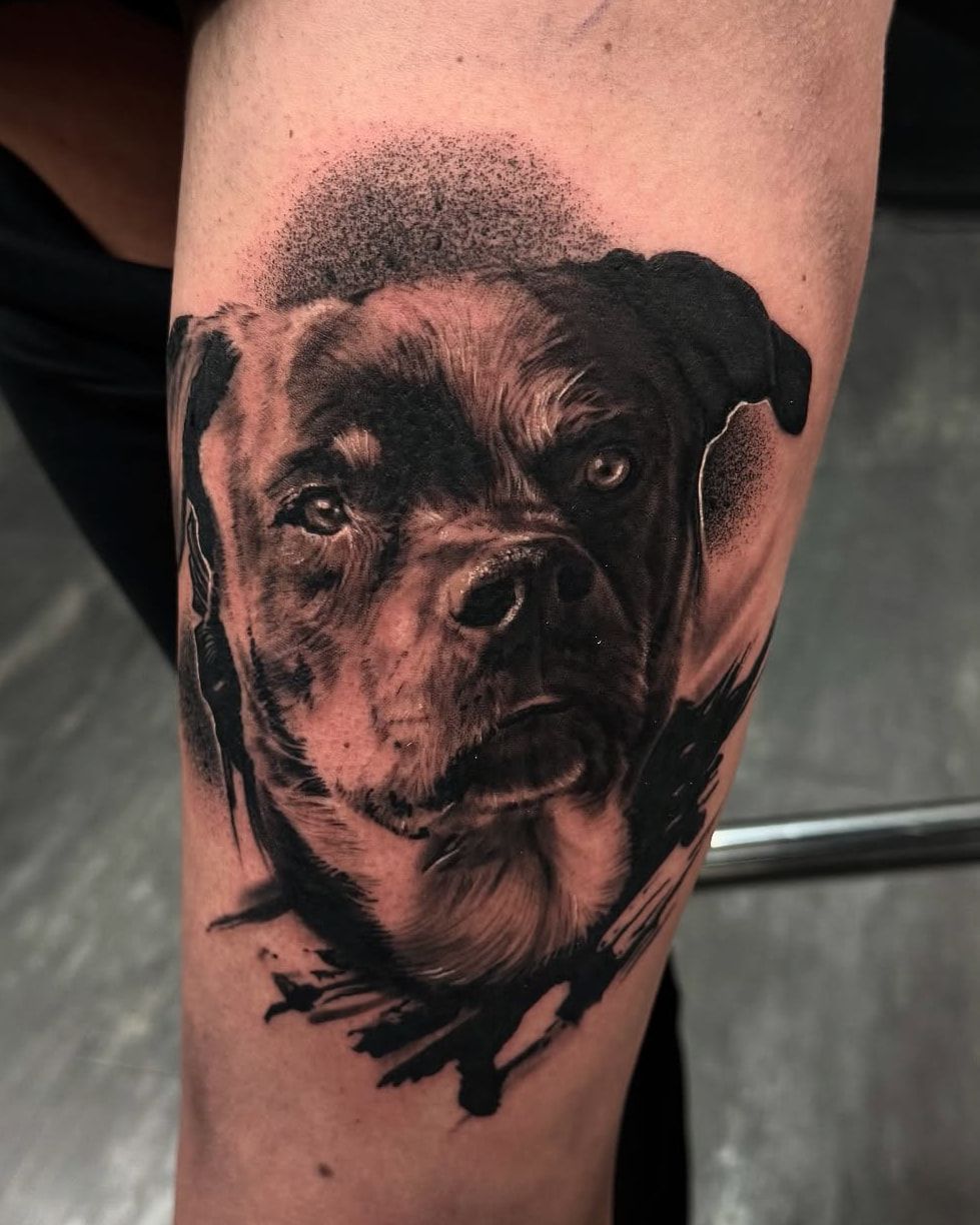 Portrait de rottweiler au regard intense, halo en pointillé et coups de pinceau noirs, réalisme noir et gris sur la cuisse